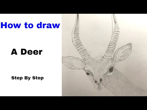 How To Draw A Deer Step By Step Easy For Beginners Best Deer