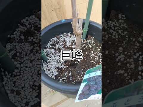 ブドウの混合腐植灰肥料の植え方