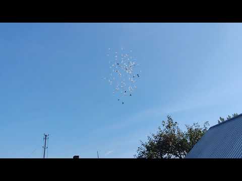 Gołębie bociany Huberta 70😃 dziś ścinka z p. Jankiem (1:1)🤣