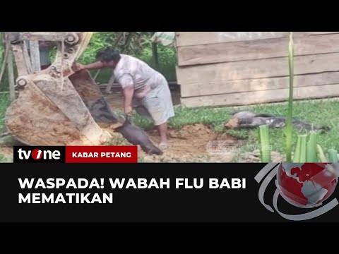 , title : 'Terjangkit Virus, Ribuan Ternak Babi Mati | Kabar Petang tvOne'