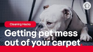 Cleaning Hack: How to Remove Pet Urine from Carpet