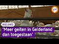 Geitenhouders in overtreding: ministerie weet ervan, maar doet niets
