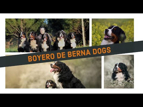 , title : 'boyero de berna puppies - bernese mountain dog puppy - bernese'