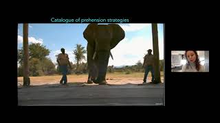 Biomechanics of the Elephant Trunk