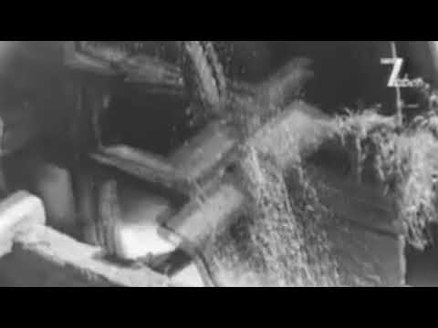 Ion Maovei - Toadere