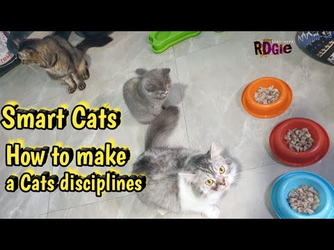 How to make a cat discipline when eating? || Smart Cats 😍