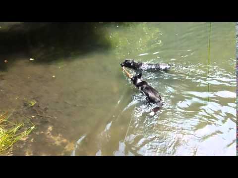 Ben retrieves while Ellie waits at Waggoners Wells.