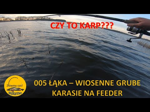 Wiosenne GRUBE #KARASIE na #FEEDER
