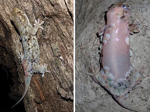 The alien-like gecko that can jump out of its skin at the lightest touch to escape predators