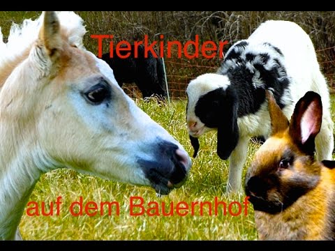 Tierkinder auf dem Bauernhof - Süße Kälber, Fohlen, Lämmer, Ferkel und Küken, Kinderfilm Tiere HD