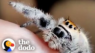 Spider Learns To Ask For High-Fives | The Dodo Little But Fierce