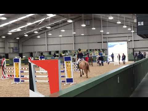 Golden boy III | Alnwick ford equestrian | 80cm open 4th place