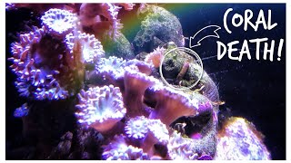 Vermetid Snails! What You Need To Know!