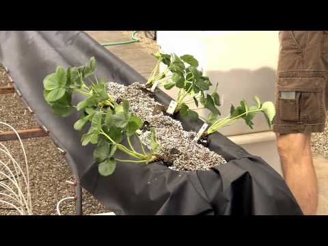 , title : 'Video 2. Arizona Gutter System for Greenhouse Strawberry Production'
