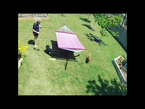 Man Sent Flying as Doggy Flips Hammock || ViralHog