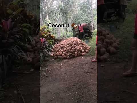 coconut 🥥 #asmr #satisfying #shorts @A JubZ