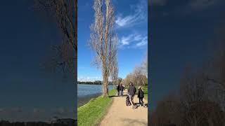 Albert Park Lake 🐨Melbourne 🇦🇺#melbourne #albertpark