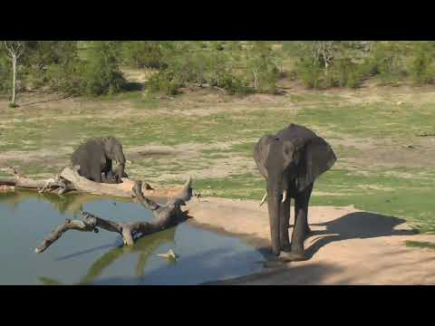Djuma: Small group of Elephant come to drink - 16:15 - 12/15/18