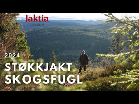 Skogsfugljakt - Støkk på heimebane