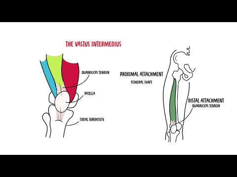 Quadrizepsmuskel - Klinische Anatomie