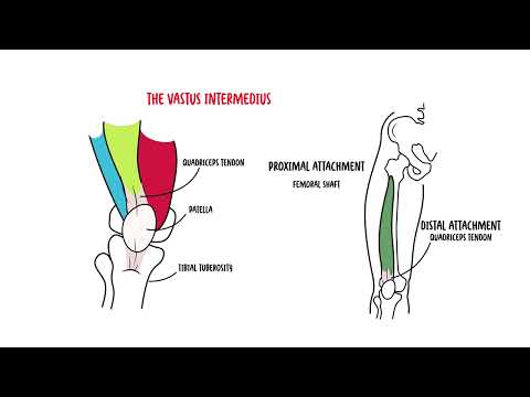 The Ankle Joint Clinical Anatomy