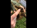 Tortoise pat under chin