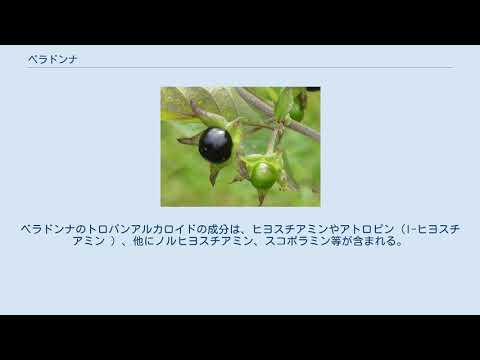 ブラックベラドンナ 植物