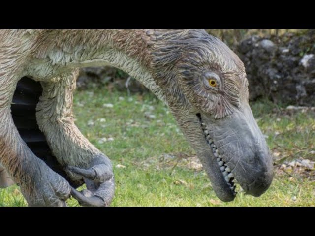 הגיית וידאו של velociraptors בשנת אנגלית