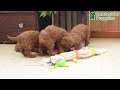 Mini Goldendoodle dogs for sale: Flora   - Video 1