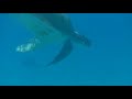Turtle swim head out of water