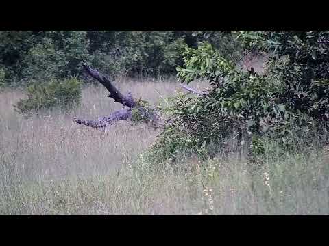 Djuma: Warthogs with three small ones - 14:28 - 03/25/2023