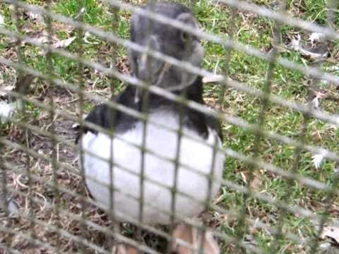 Neugieriger Papageitaucher.AVI