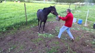 preview picture of video 'mon cheval et son seau...( vidéo original pour montage films )'