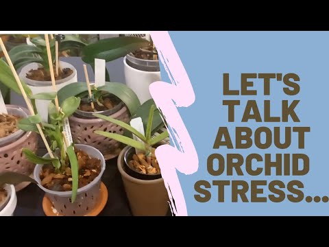 LOOKING AT STRESSED ORCHIDS Today we are looking at stressed orchids