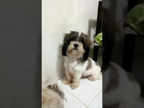 Smart dog🐕😀😀