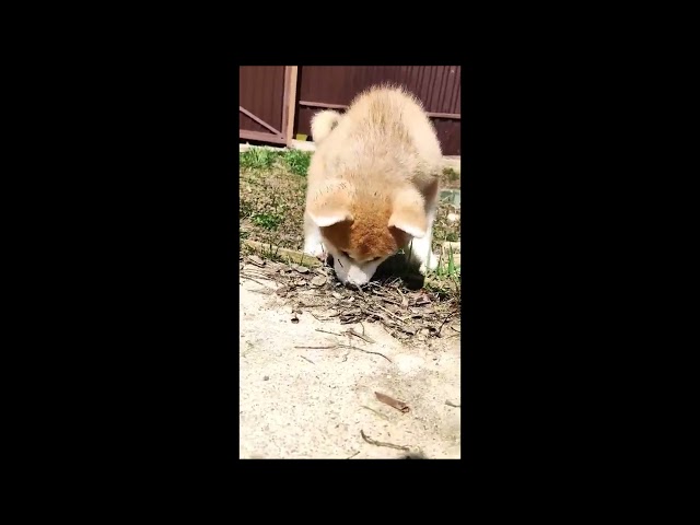 Akita Inu cachorro en venta