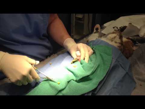 Hair band removal from feline stomach