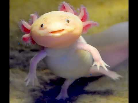 The Amazing World of Axolotls: Eternal Babies with Regenerative Powers