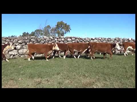 Lote 55 Vaquillonas 1 a 2 años 37 POLLED HEREFORD Y 18 HEREFORD 225kg - , Tacuarembó