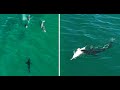 Great White Sharks vs Dolphins: Collection of Drone Footage