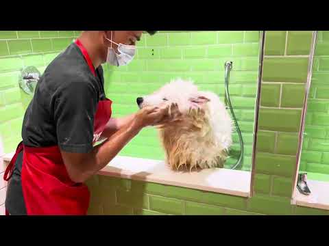 he is so dirty ￼￼before shower and trimming after shower and trimming he ￼￼is looking beautiful ￼ ￼￼