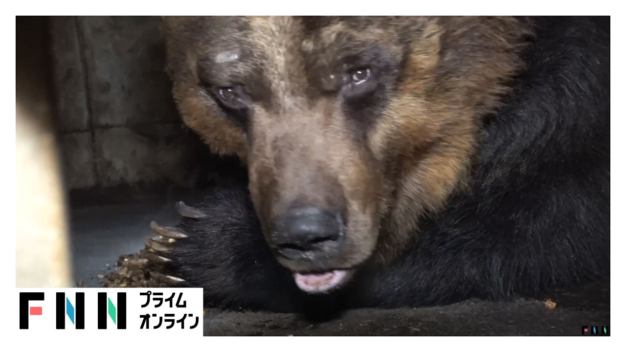 冬眠明けで激やせ・空腹…巨大グマの目撃情報早くも相次ぐ（2026年03月31日）