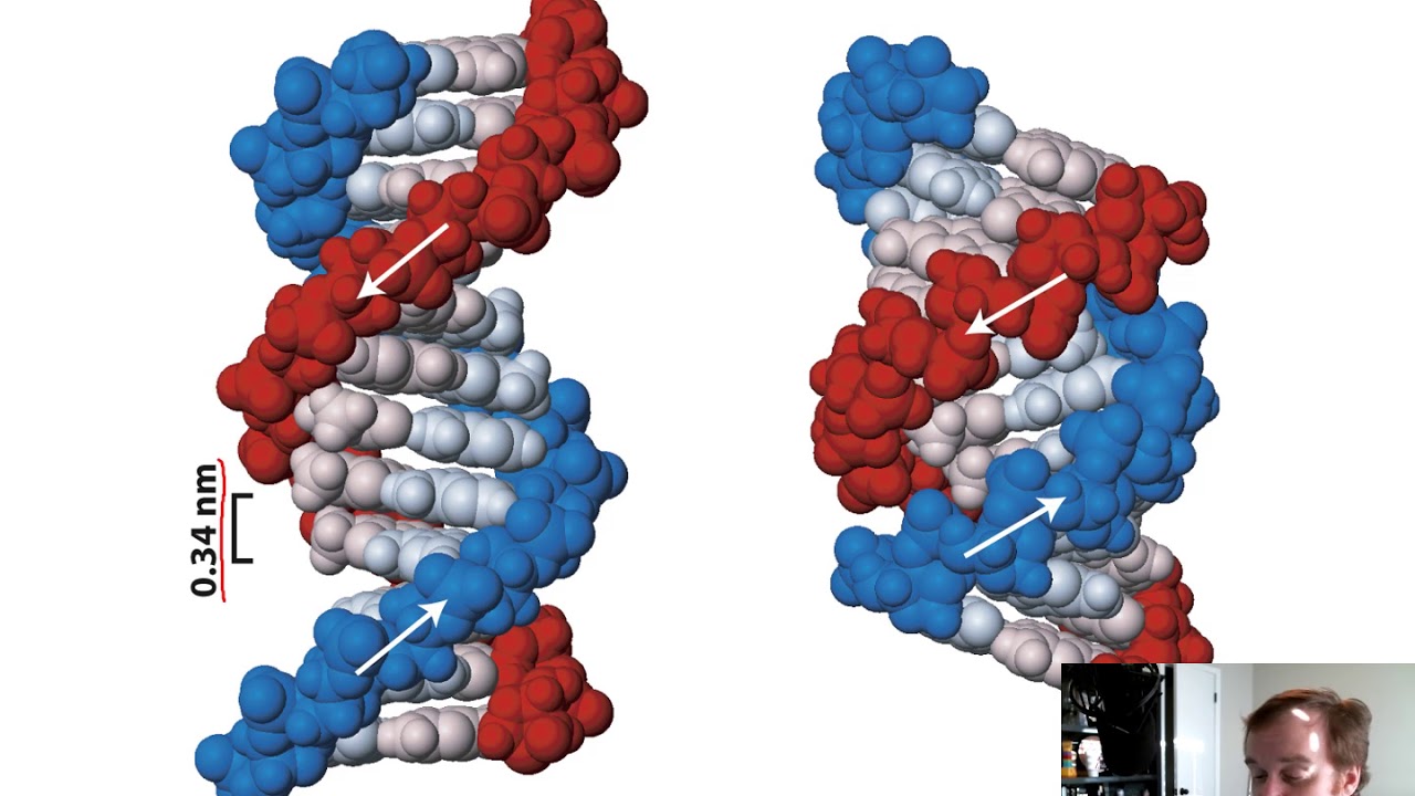 Fundamental Molecular Genetic Mechanisms (Chapter 5)