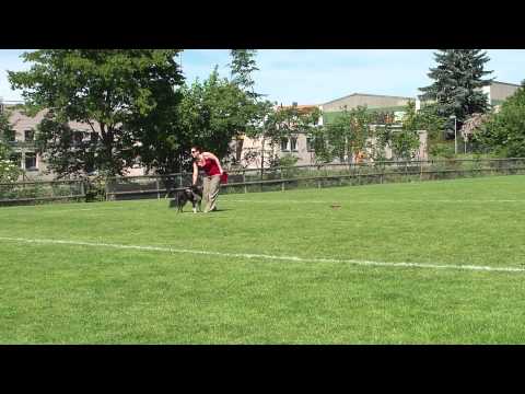 Yamina+Nala Discdog Schnuppertag