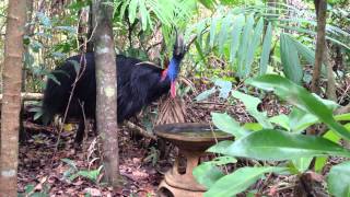 preview picture of video ''Joov' a  male Cassowary from Bingil Bay.'