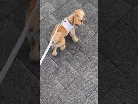 経営学科 商業施設の庭を走るトイプードル11ヶ月　 #toypoodle #poodle #トイプードル