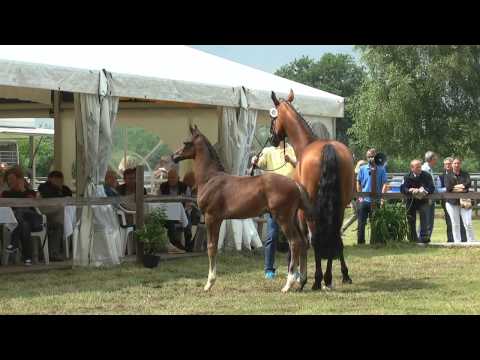 Sudweyher Fohlenschau 2015 - Kat.-Nr. 45