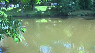 preview picture of video 'Koi feeding on top water at Ridley Park Lake (Ridley Park, PA)'