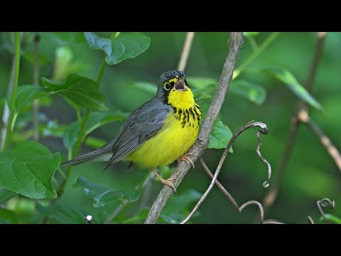 Horárik kanadský (Cardellina canadensis) — spev a hlas v prírode