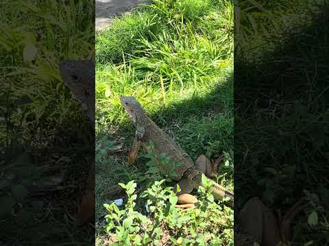 Maravillosas iguanas - Parque principal de San Martín - Cesar #sanmartincesar #colombia